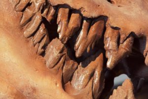 Les Dents de la terre, Jaws - Basilosaurus isis (cétacé fossile), (fossil cetacean) - Bernard Neau