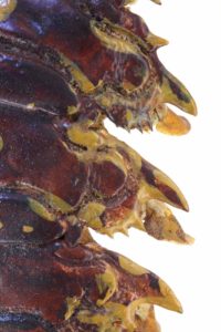 Totem - Langouste peinte, Painted spiny lobster - Bernard Neau