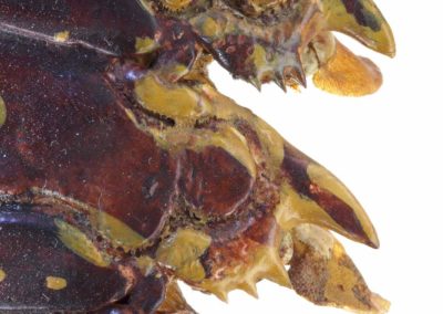 Totem - Langouste peinte, Painted spiny lobster - Bernard Neau