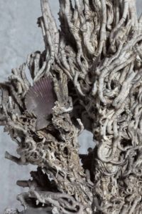道 , Tao - Colonie de Filogranella elatensis, vers tubicoles coloniaux, Colony of tube worms - Bernard Neau