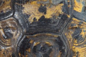 Cloisonné impérial, Imperial cloisonné enamel - Testudo mauritanica, tortue mauresque - Mediterranean Spur-thighted Tortoise - Bernard Neau