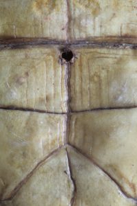 . 汉字, Sinogramme, Chinese character - Plastron de tortue Cistudo Carolina, Plastron of land tortoise - Bernard Neau