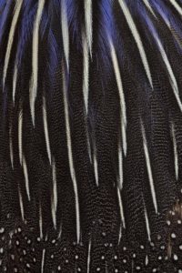 18. Le Songe d’une nuit d’été, A Midsummer Night’s Dream - Acryllium vulturinum, Pintade vulturine d’Afrique de l’Est, Vulturine guineafowl from East Africa - Bernard Neau