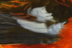 Brick fielder (vent d’Australie, australian wind) - Platycercus elegans, Perruche de Pennant (Australie), Crimson Rosella, australian parrot - Xavier Noël