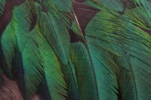 Muséum d’Histoire naturelle de Nantes Les mondes aériens - Le Douanier Rousseau - Pharomachrus mocinno, Quetzal resplendissant